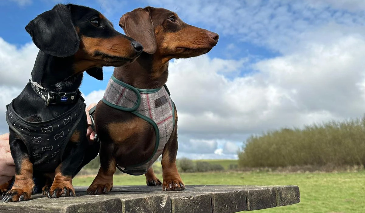 Donna with a Dachshund