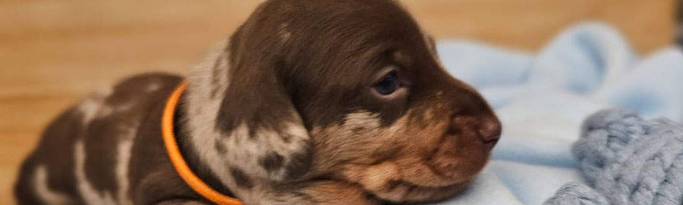 Dachshunds Banner