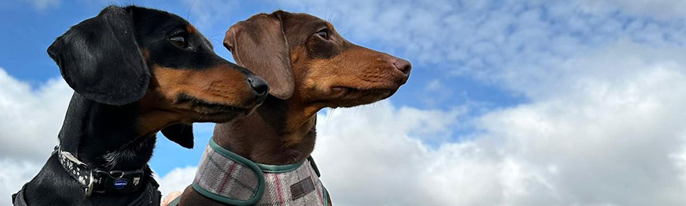 Dachshunds Banner