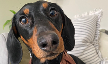 Daxigolden Dachshund